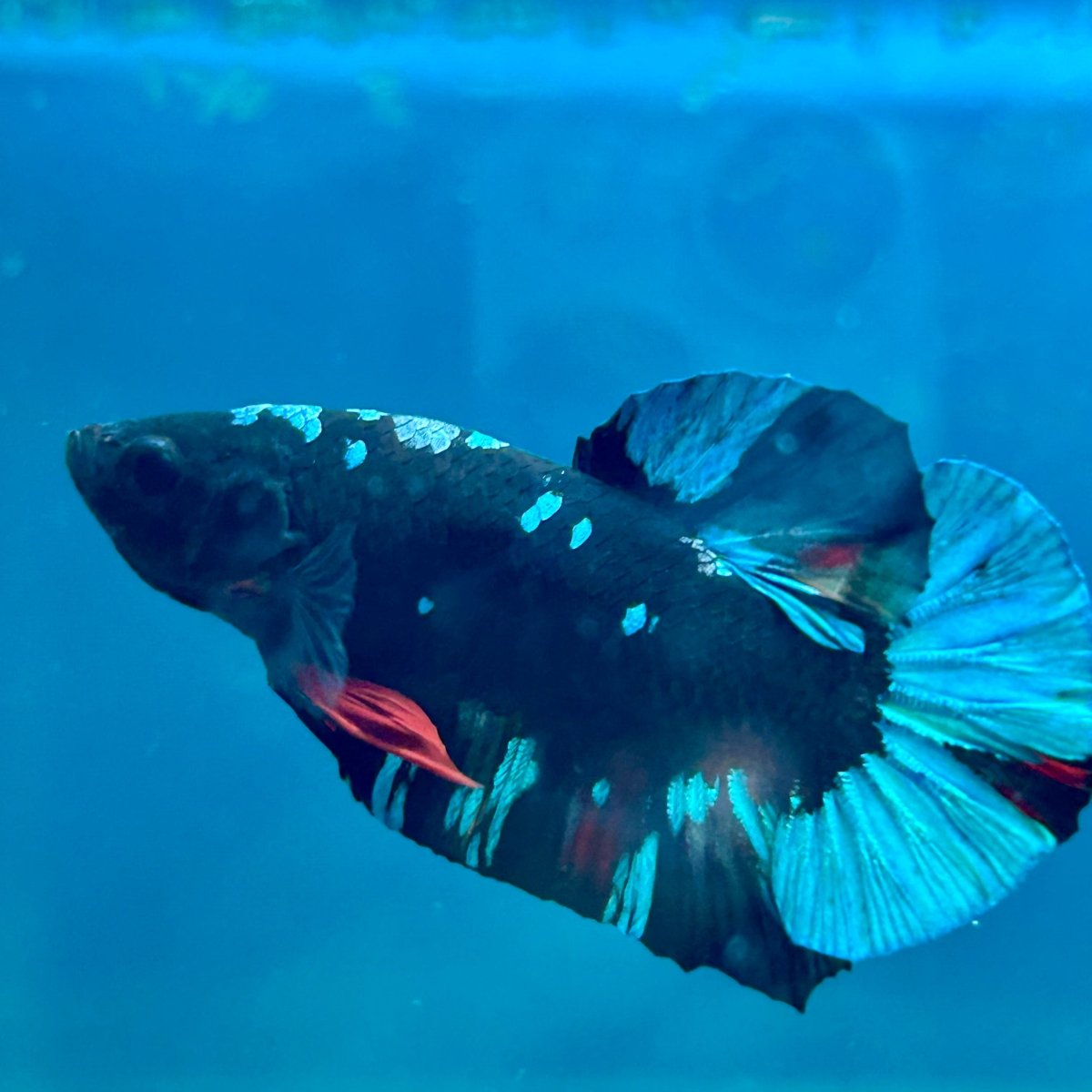Avarta Nebula Plakat - Male Betta 170
