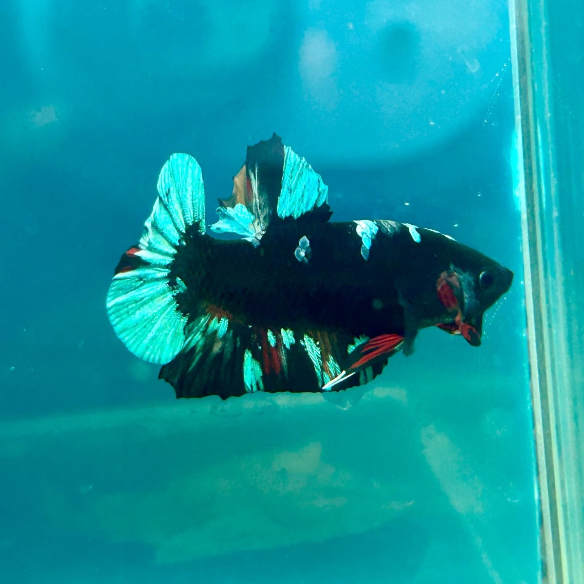 Avarta Nebula Plakat - Male Betta 170