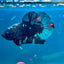 Avarta Nebula Plakat - Male Betta 170