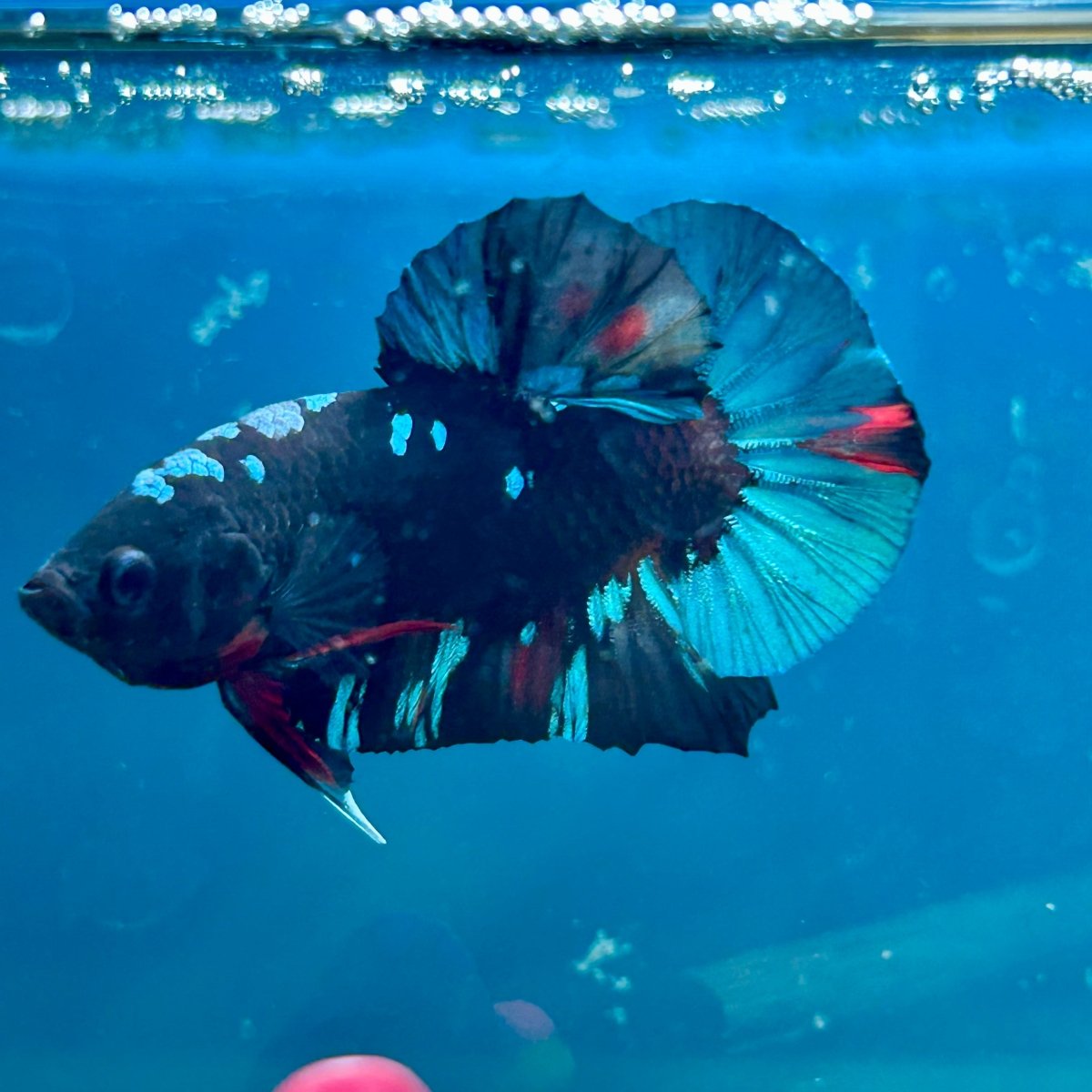 Avarta Nebula Plakat - Male Betta 170