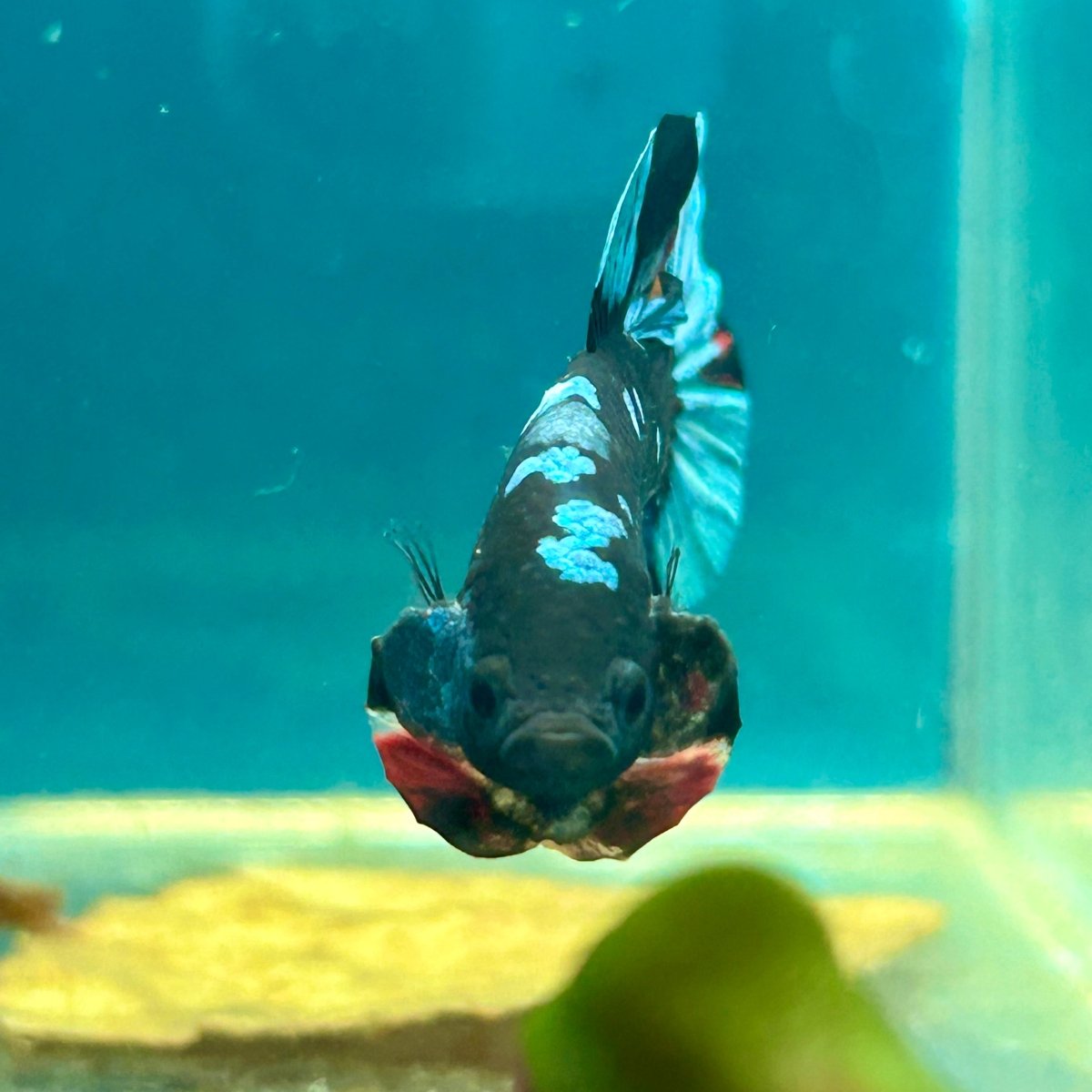 Avarta Nebula Plakat - Male Betta 170