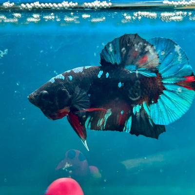 Avarta Nebula Plakat - Male Betta 170
