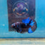 Avarta Nebula Plakat - Male Betta 199
