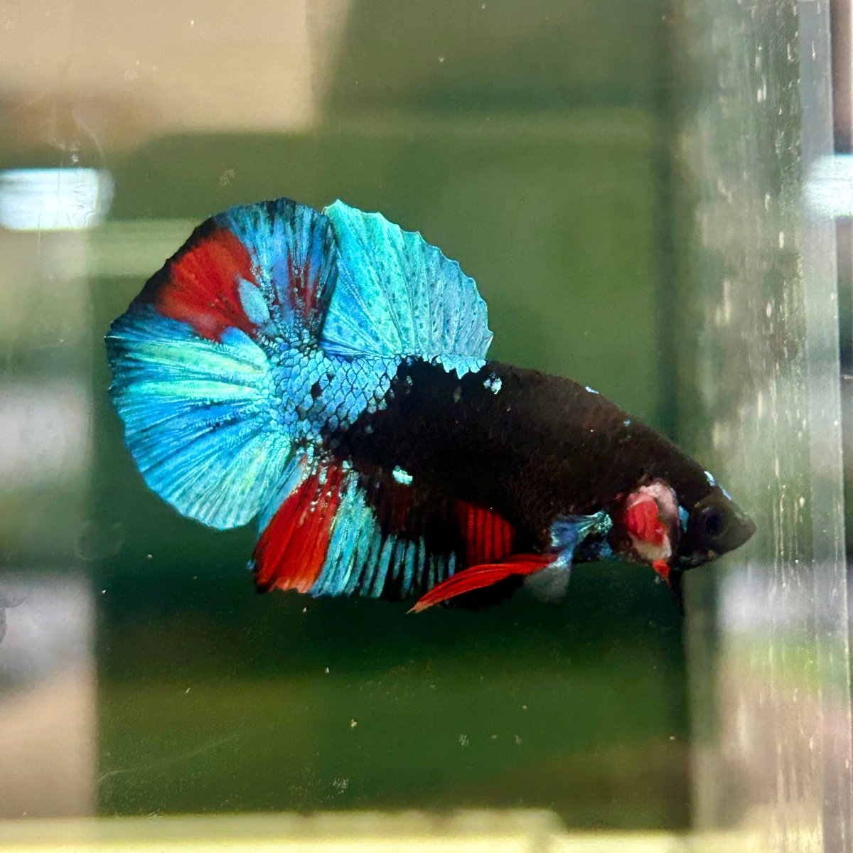Avarta Nebula Plakat - Male Betta A147
