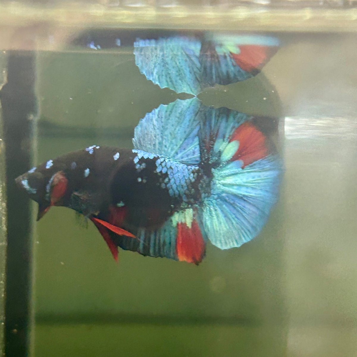 Avarta Nebula Plakat - Male Betta A147