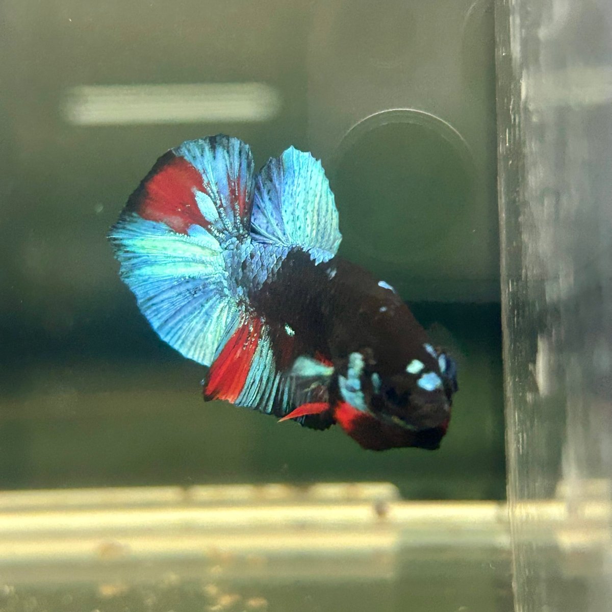 Avarta Nebula Plakat - Male Betta A147