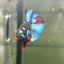 Avarta Nebula Plakat - Male Betta A147