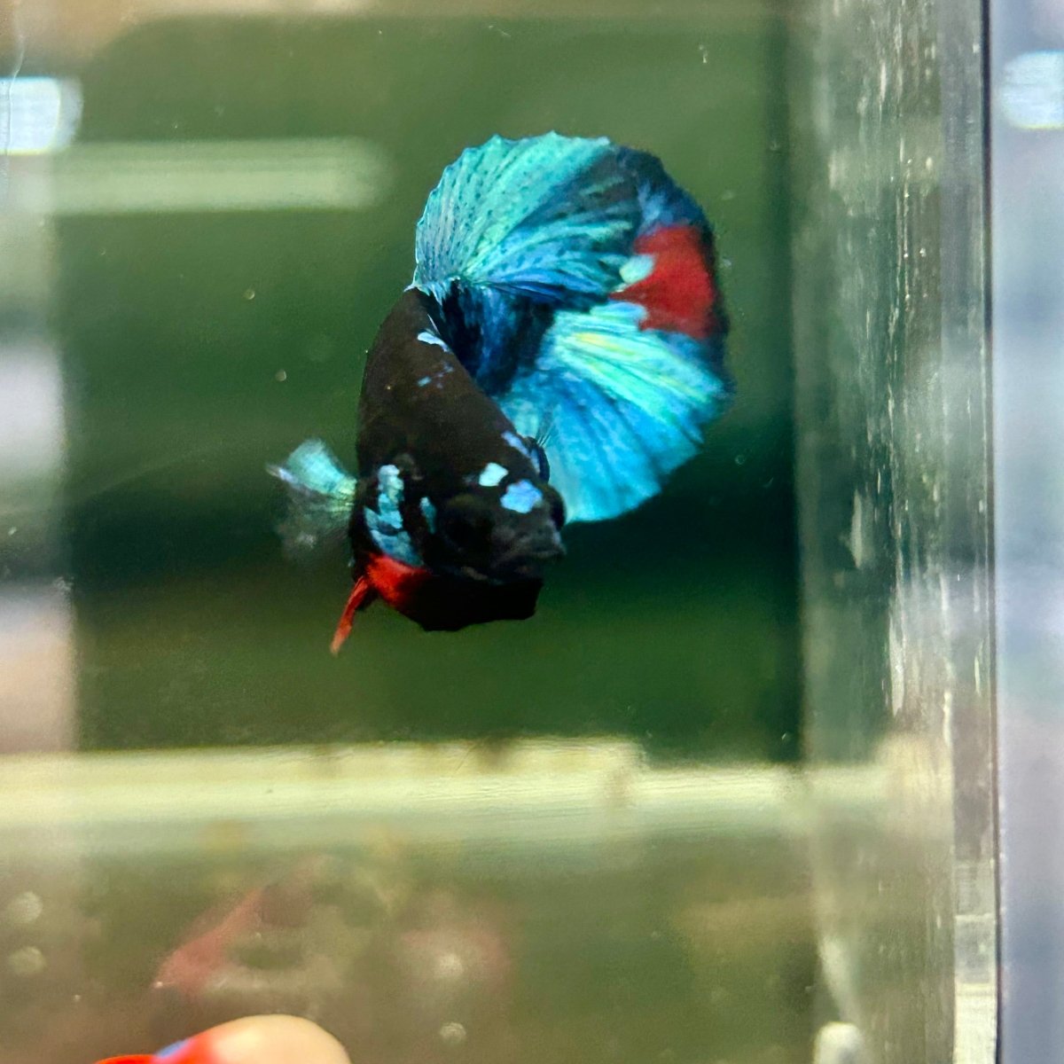 Avarta Nebula Plakat - Male Betta A147