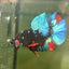 Avarta Nebula Plakat - Male Betta A147
