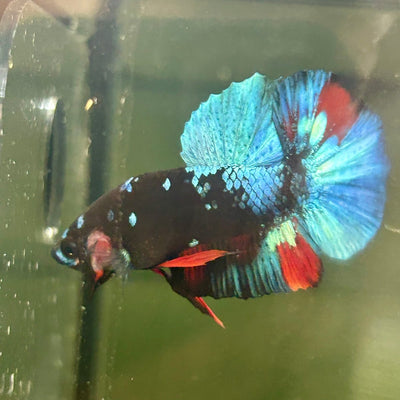 Avarta Nebula Plakat - Male Betta A147