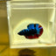 Avarta Nebula Plakat - Male Betta A19