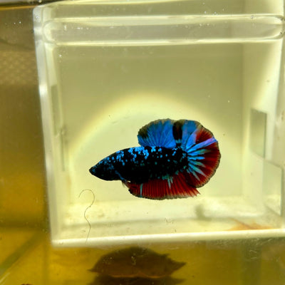 Avarta Nebula Plakat - Male Betta A19