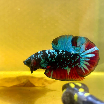 Avarta Nebula Plakat - Male Betta A19