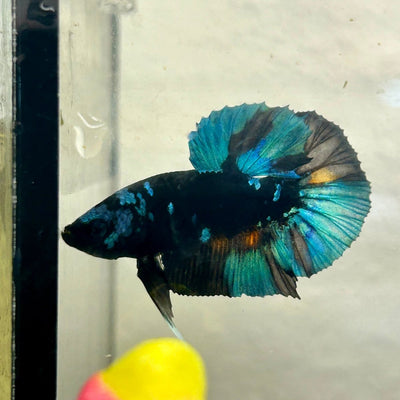 Avarta Nebula Plakat - Male Betta A35