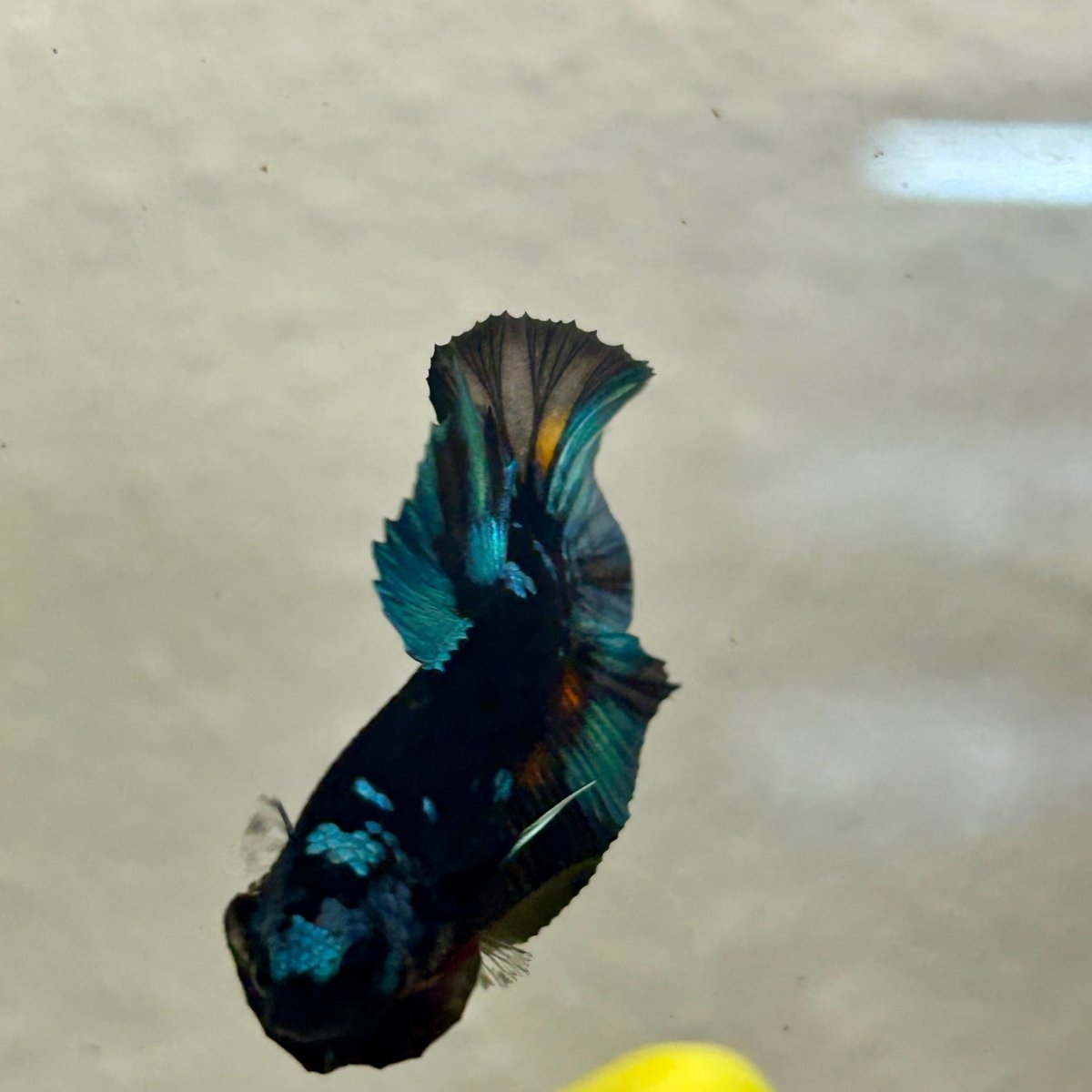 Avarta Nebula Plakat - Male Betta A35