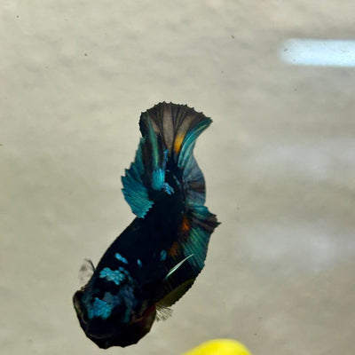 Avarta Nebula Plakat - Male Betta A35