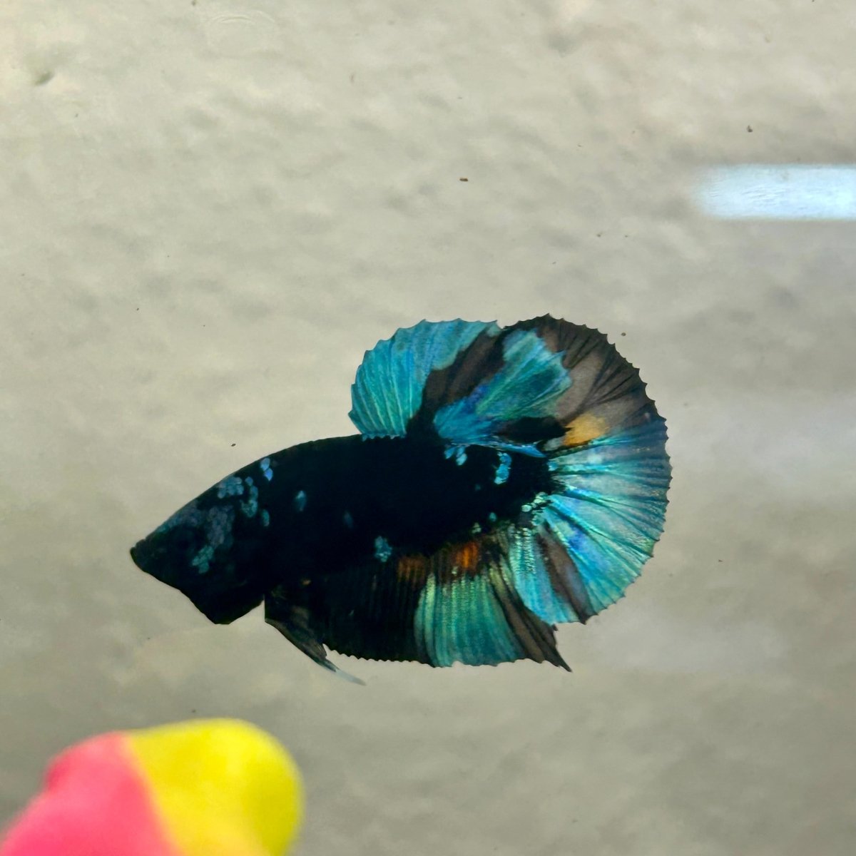 Avarta Nebula Plakat - Male Betta A35