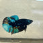 Avarta Nebula Plakat - Male Betta A35