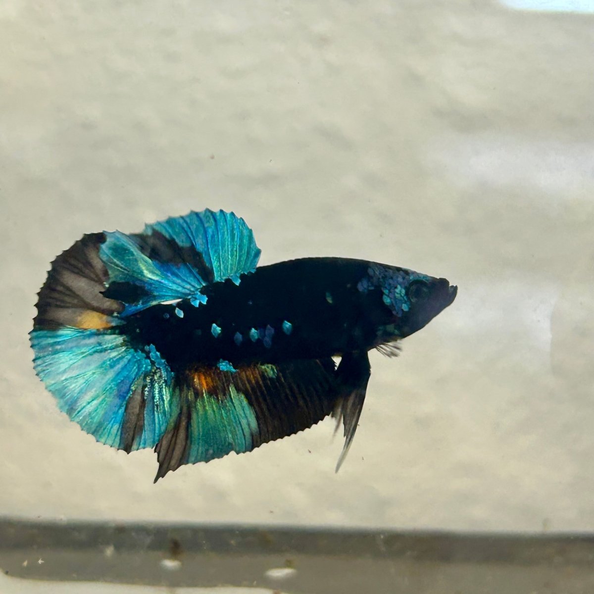 Avarta Nebula Plakat - Male Betta A35
