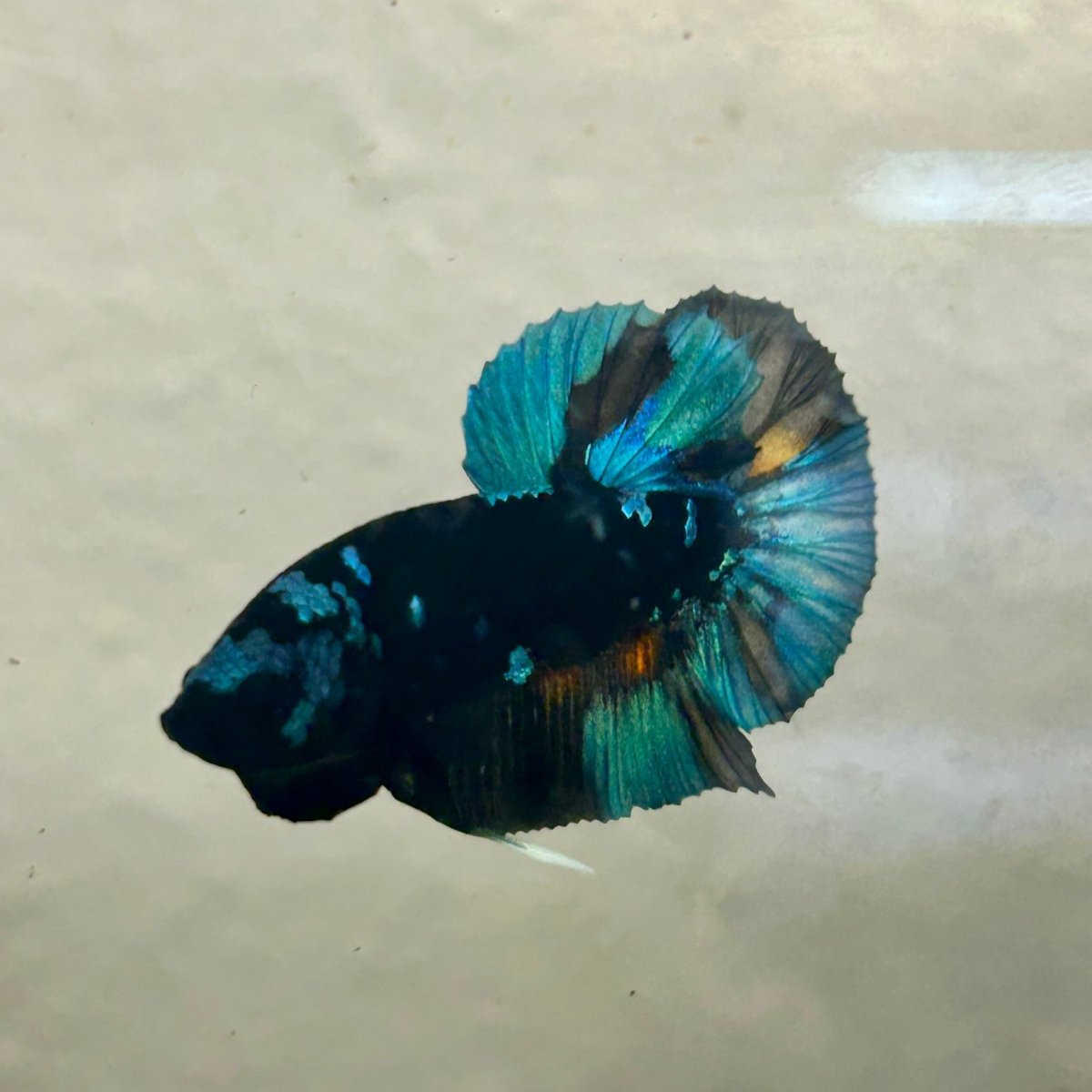 Avarta Nebula Plakat - Male Betta A35