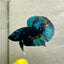 Avarta Nebula Plakat - Male Betta A35