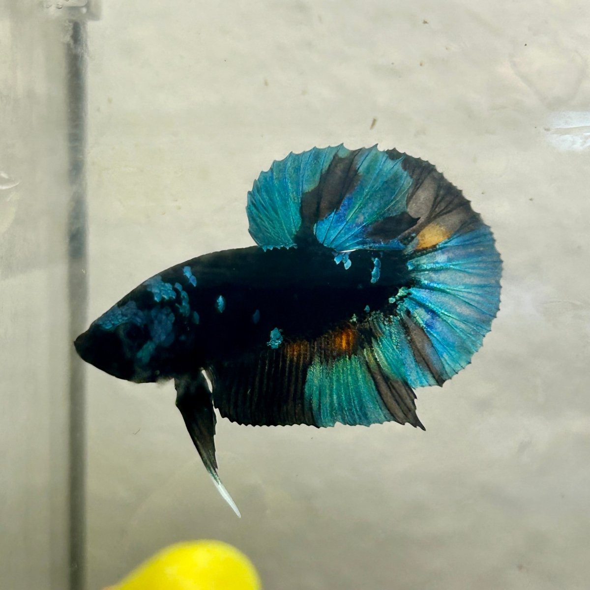 Avarta Nebula Plakat - Male Betta A35