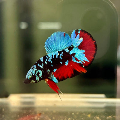 Avarta Nebula Plakat - Male Betta A88