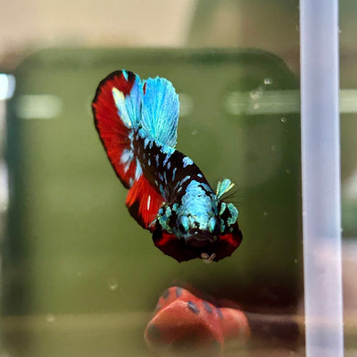 Avarta Nebula Plakat - Male Betta A88