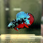 Avarta Nebula Plakat - Male Betta A88