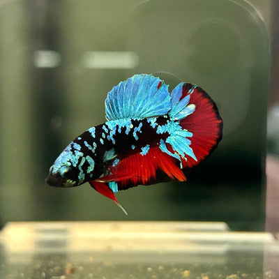 Avarta Nebula Plakat - Male Betta A88
