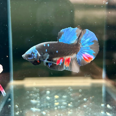 Avarta Nebula Plakat - Male Betta A95