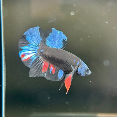 Avarta Nebula Plakat - Male Betta A95