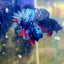 Avarta Nebula Plakat - Male Betta J13
