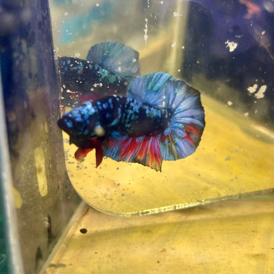 Avarta Nebula Plakat - Male Betta J13