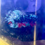 Avarta Nebula Plakat - Male Betta J13