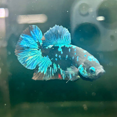 Avarta Nebula Plakat - Male Betta J53