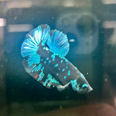 Avarta Nebula Plakat - Male Betta J53