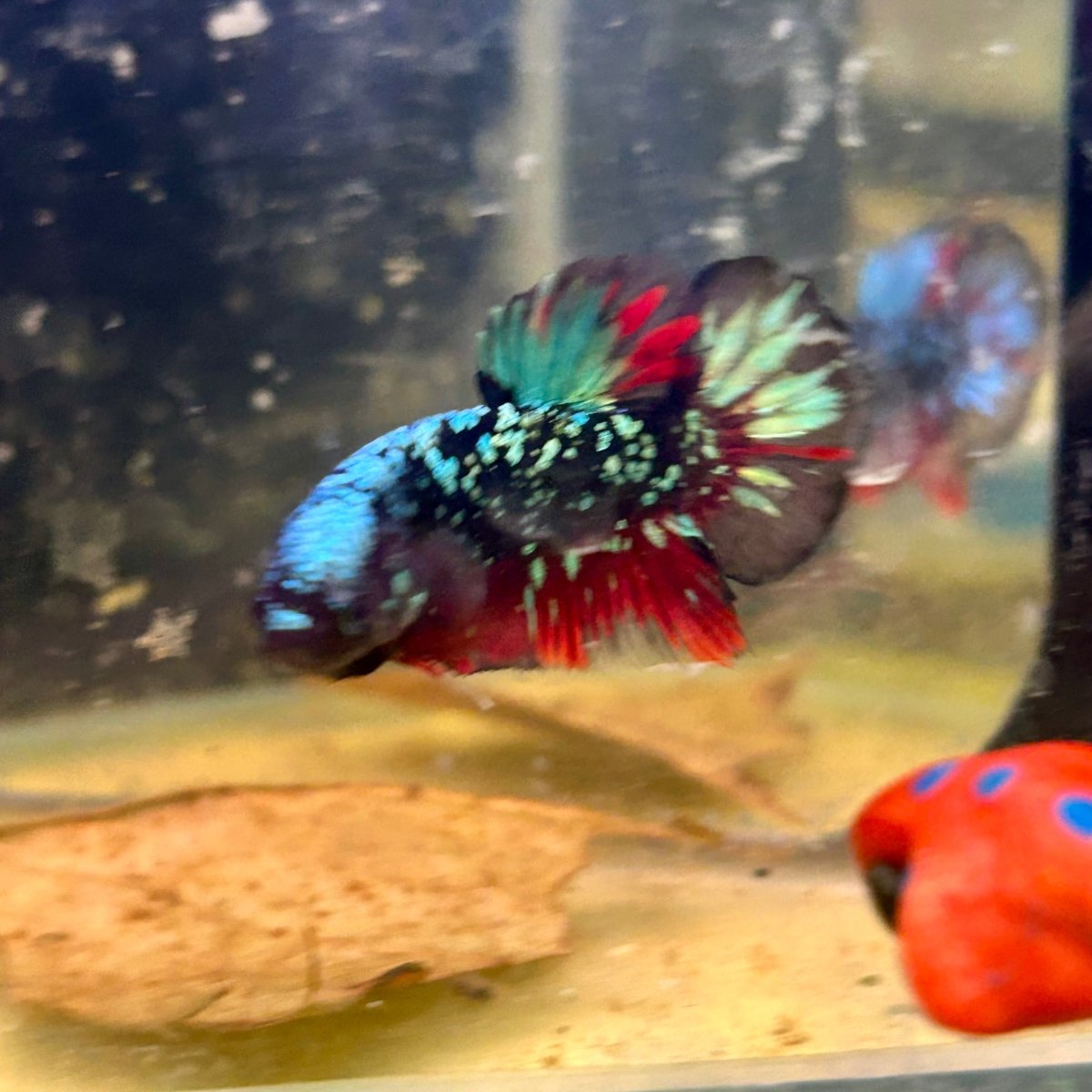 Avarta Nebula Plakat - Male Betta M16