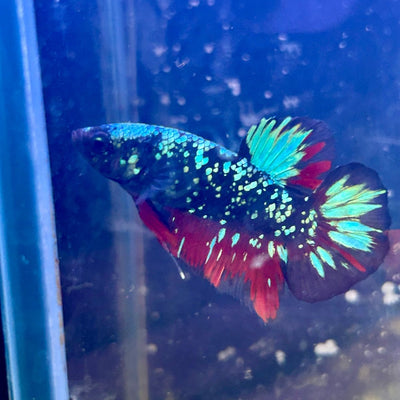 Avarta Nebula Plakat - Male Betta M16