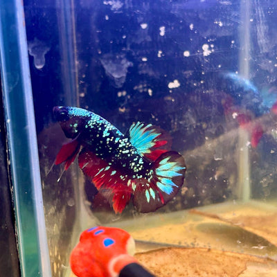 Avarta Nebula Plakat - Male Betta M16