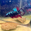 Avarta Nebula Plakat - Male Betta M16