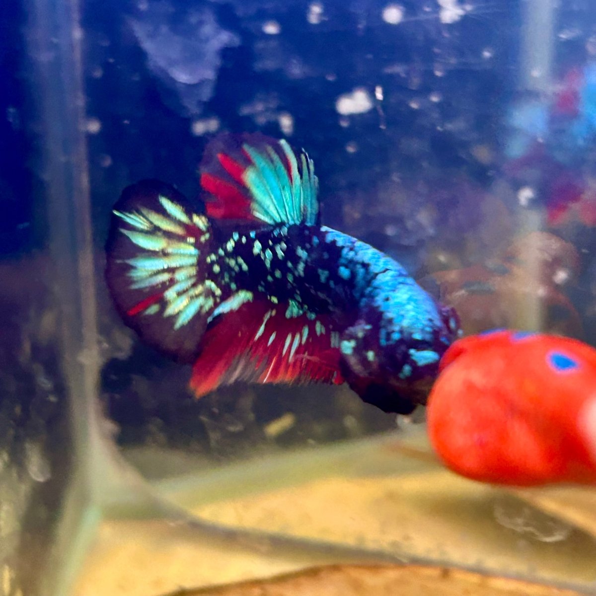 Avarta Nebula Plakat - Male Betta M16