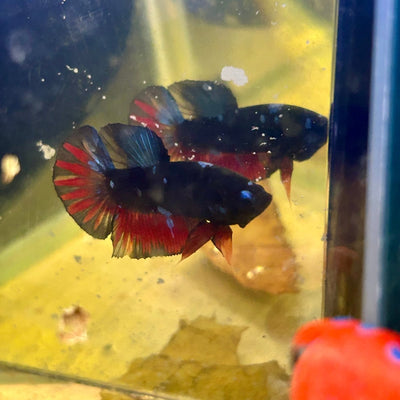 Avarta Nebula Plakat - Male Betta M51