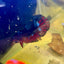 Avarta Nebula Plakat - Male Betta M51