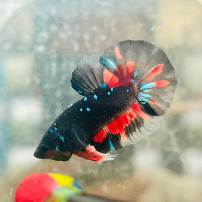 Avarta Nebula Plakat - Male Betta N03