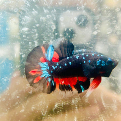 Avarta Nebula Plakat - Male Betta N03