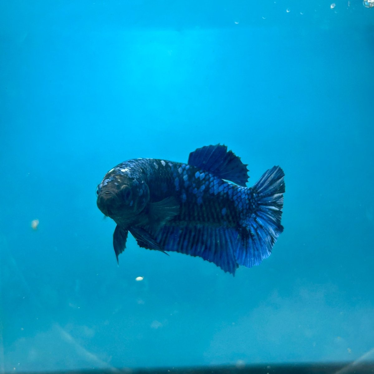 Avarta Nebula Planat - Female Betta 088