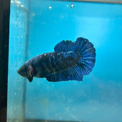 Avarta Nebula Planat - Female Betta 088