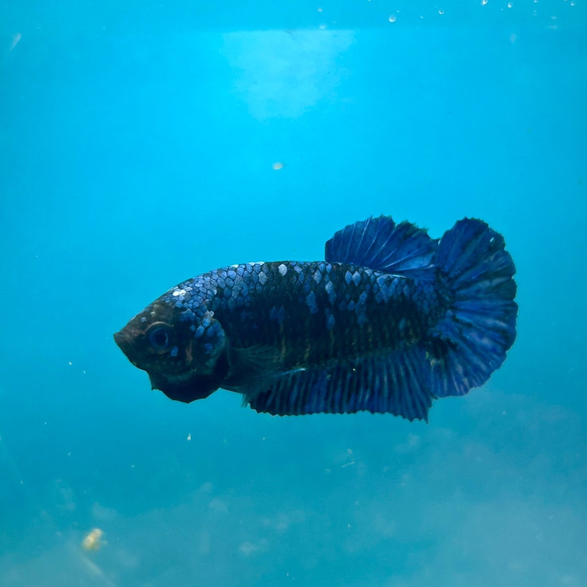 Avarta Nebula Planat - Female Betta 088