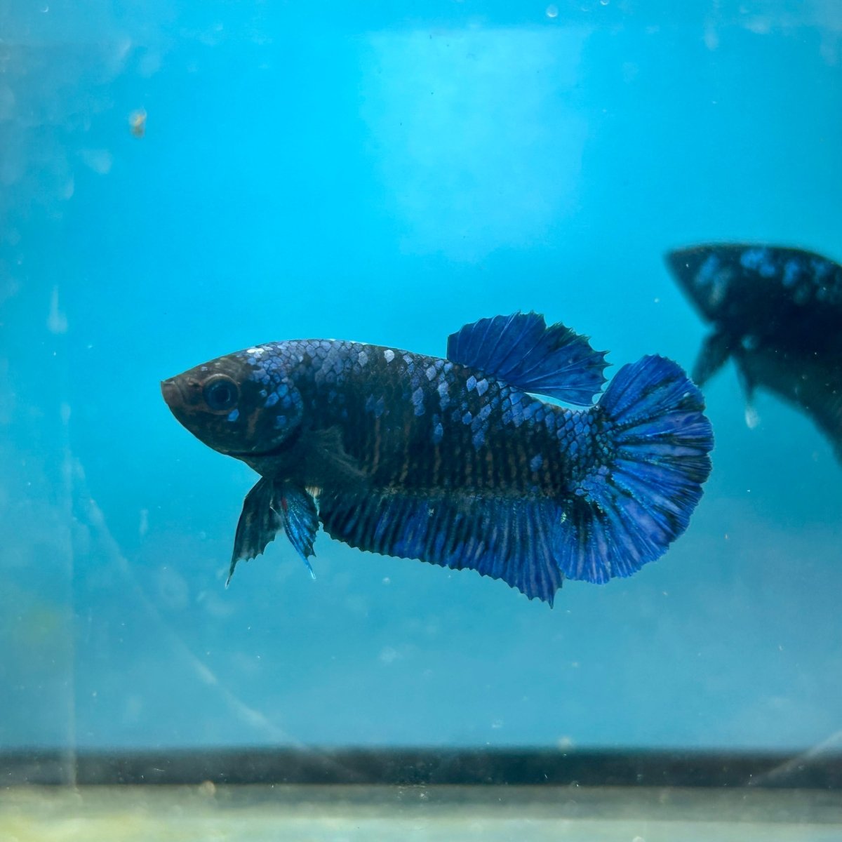 Avarta Nebula Planat - Female Betta 088